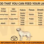 Labrador Retriever Average Weight by Age
