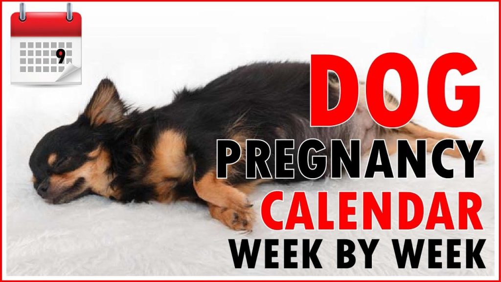 Labrador Retriever Gestation Calendar Dog Breed Information