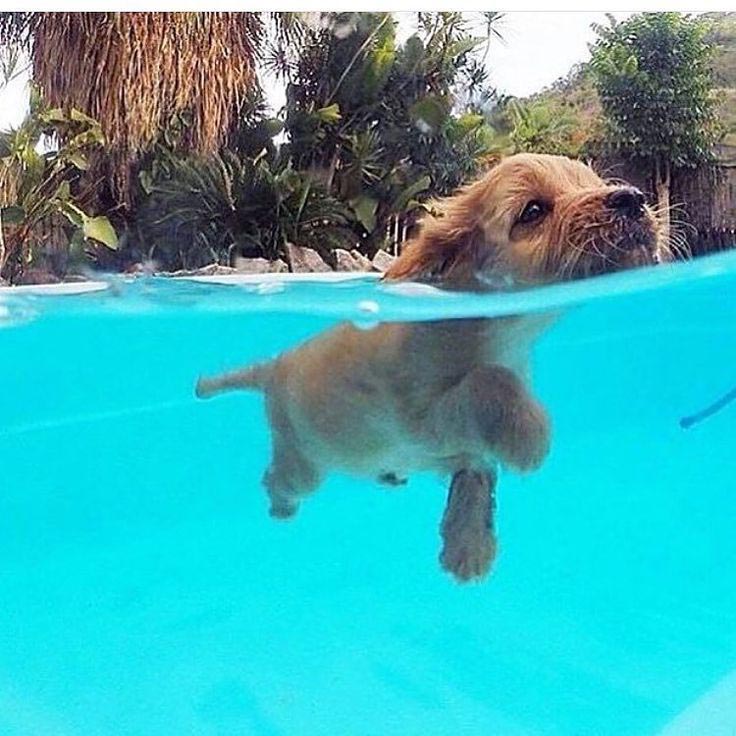 Labrador Retriever Learning to Swim
