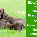 Labrador Retriever Length of Pregnancy