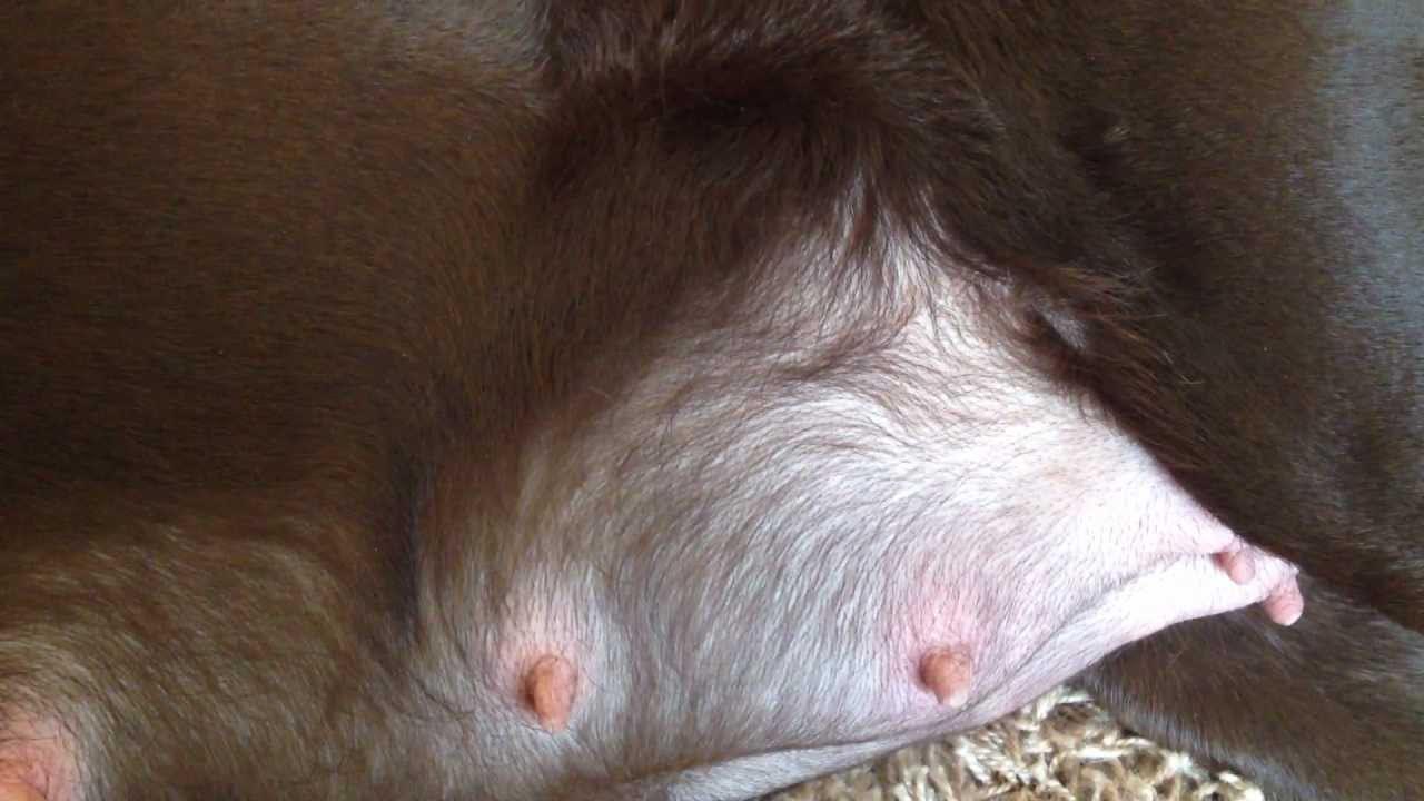 Labrador Retriever Pregnancy Signs