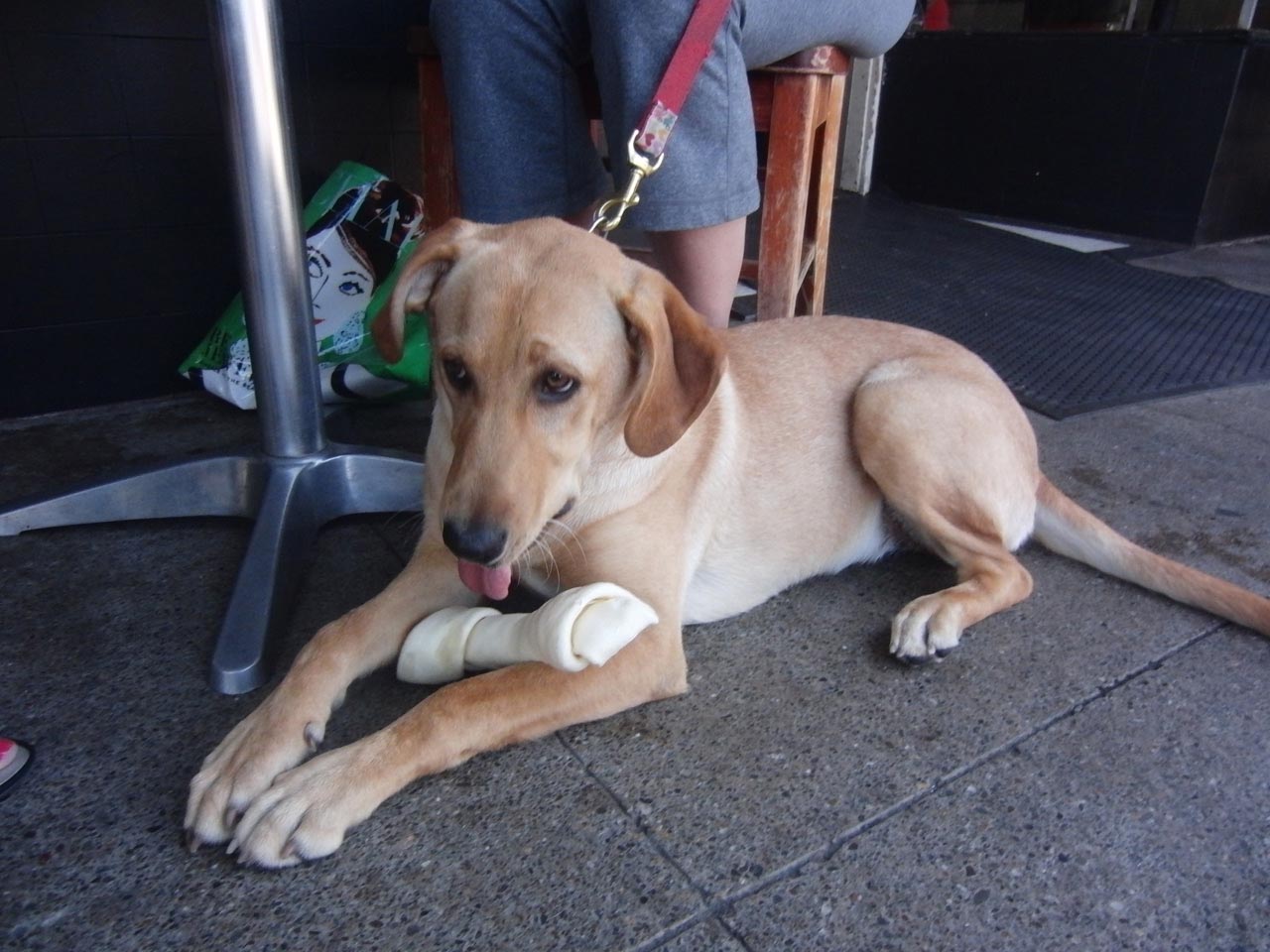 Labrador Retriever Size at 6 Months