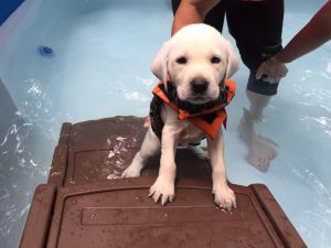 Labrador Retriever Swim Vest