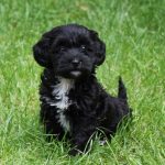 Mini Dachshund and Toy Poodle Mix