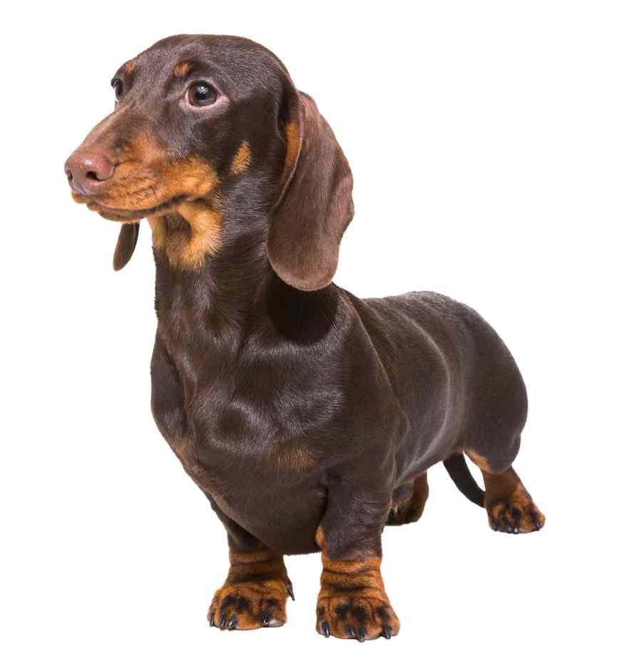 Miniature Dachshund Front Leg Problems