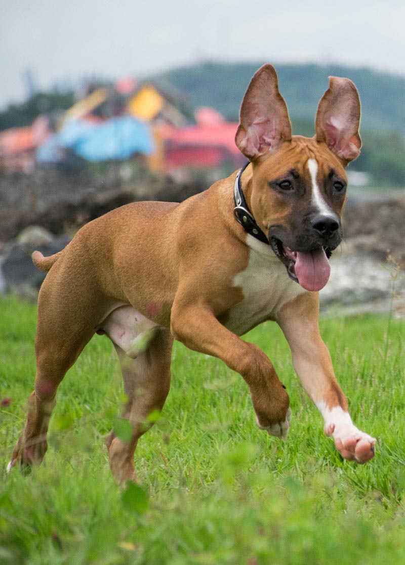 Miniature German Shepherd Chihuahua Mix