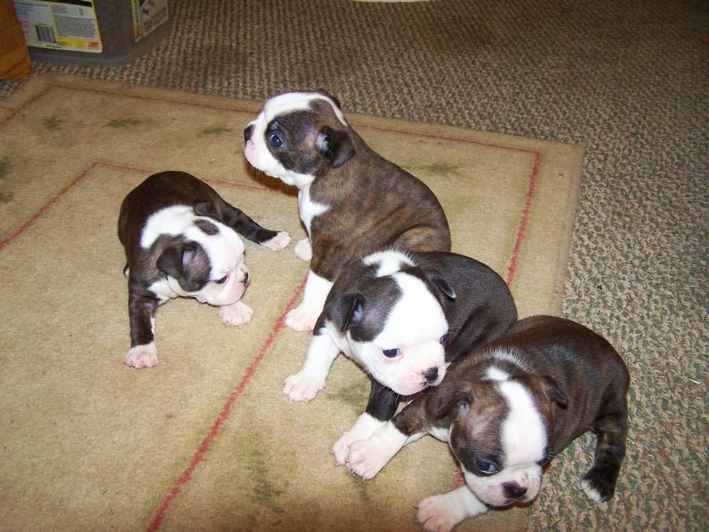 boston terrier and pitbull mix puppies