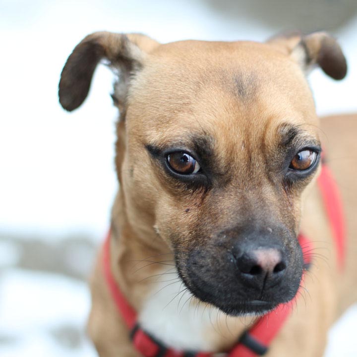 Pug Chihuahua German Shepherd Mix