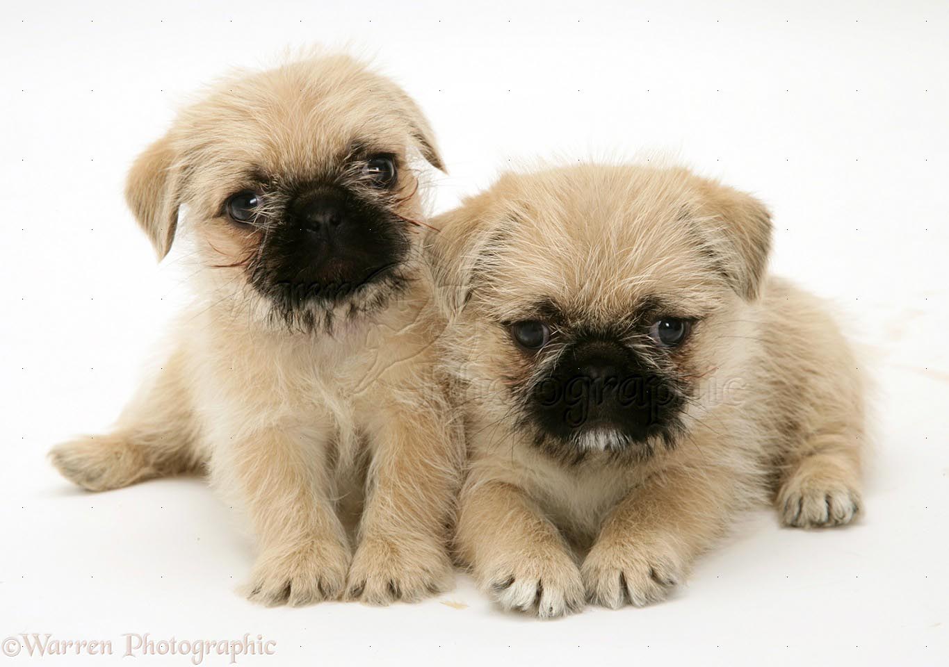 Pug Cross Shih Tzu Puppies