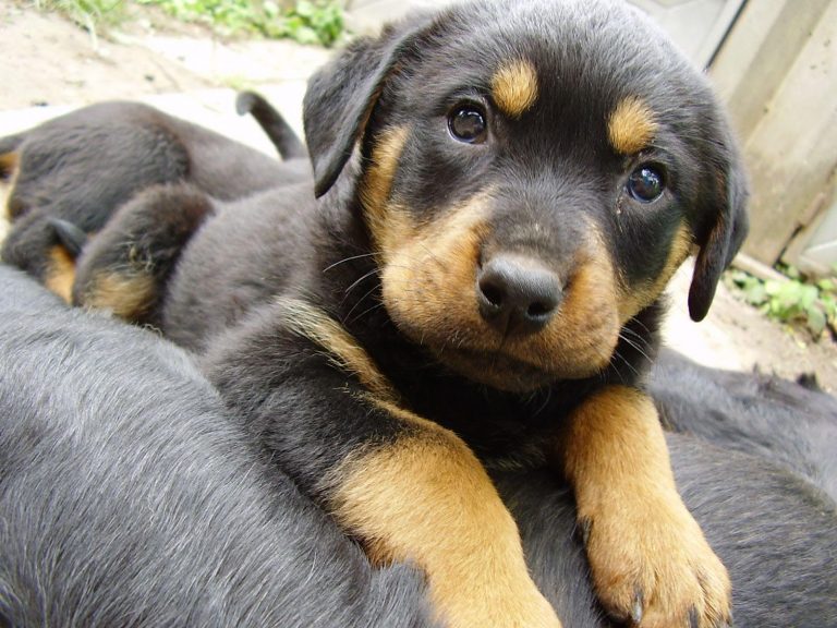 Rottweiler Beagle German Shepherd Mix