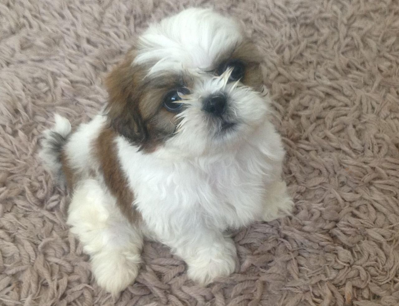 Shih Tzu 8 Weeks Old