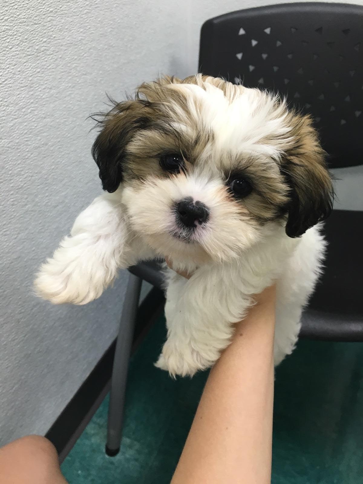 shih tzu 2 months old