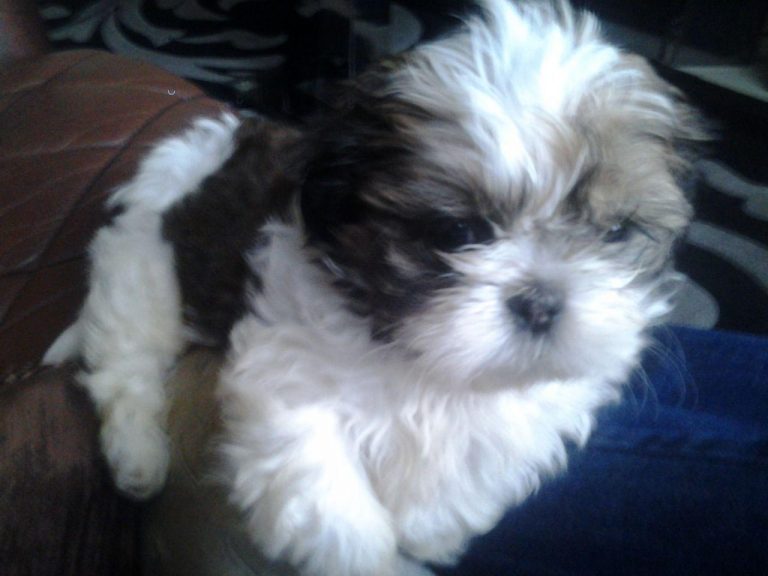 Shih Tzu at 8 Weeks