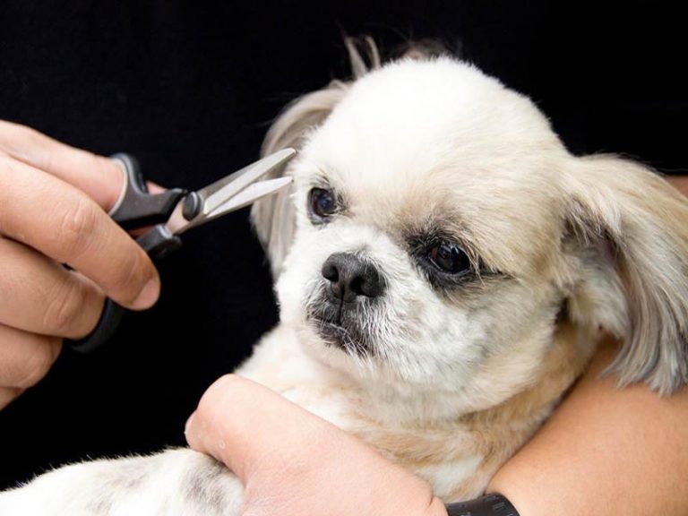 Shih Tzu Bulging Eye Problems Dog Breed Information