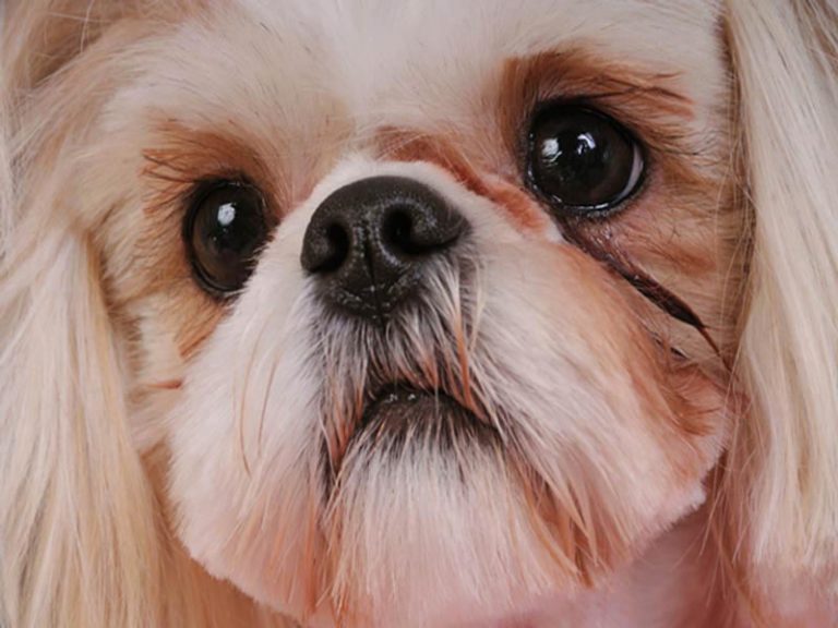 Shih Tzu Eyes Cloudy