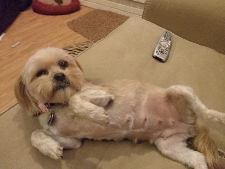 Shih Tzu Pregnancy at 3 Weeks