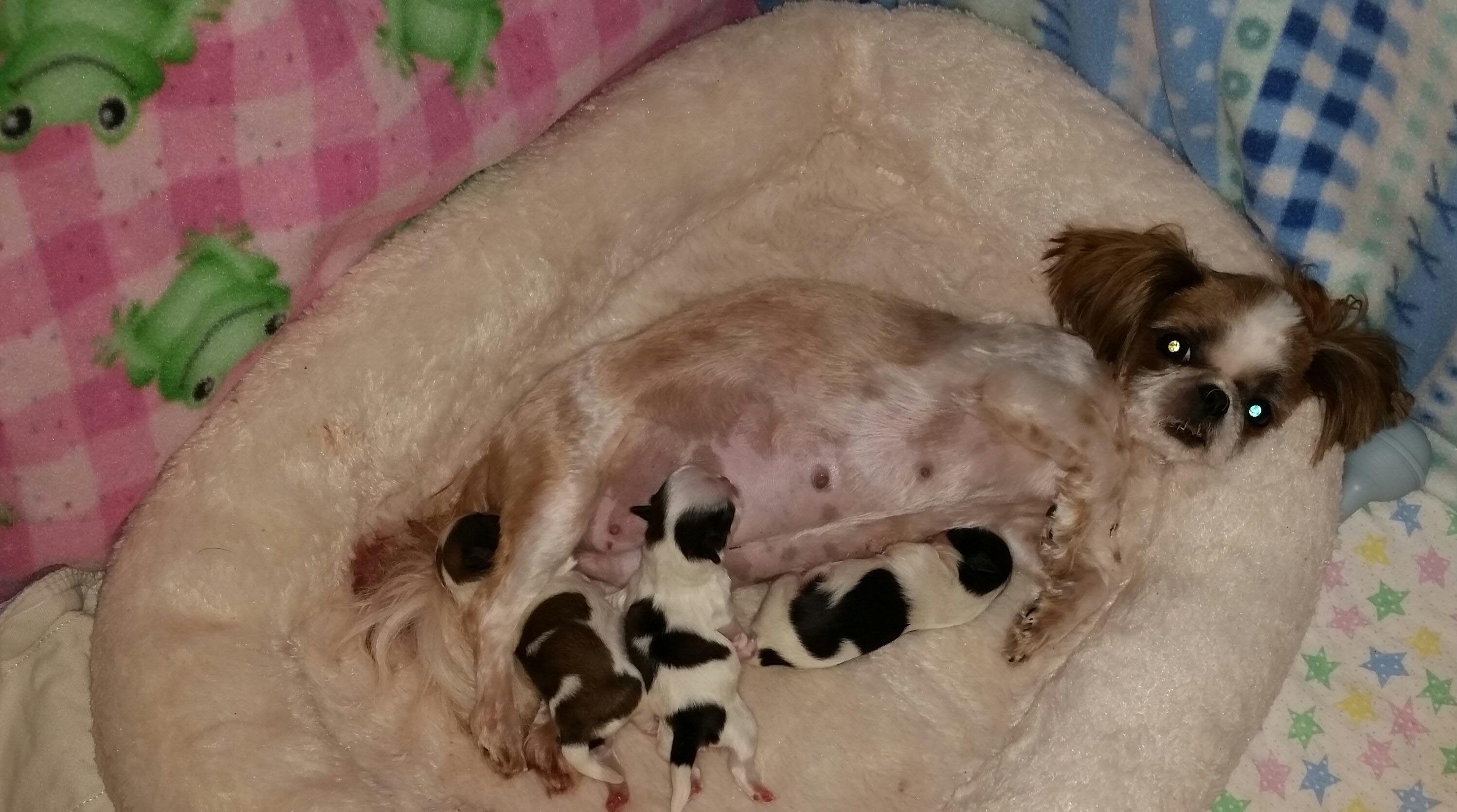 Shih Tzu Pregnancy How Many Puppies