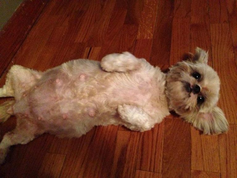 Shih Tzu Pregnancy Stages