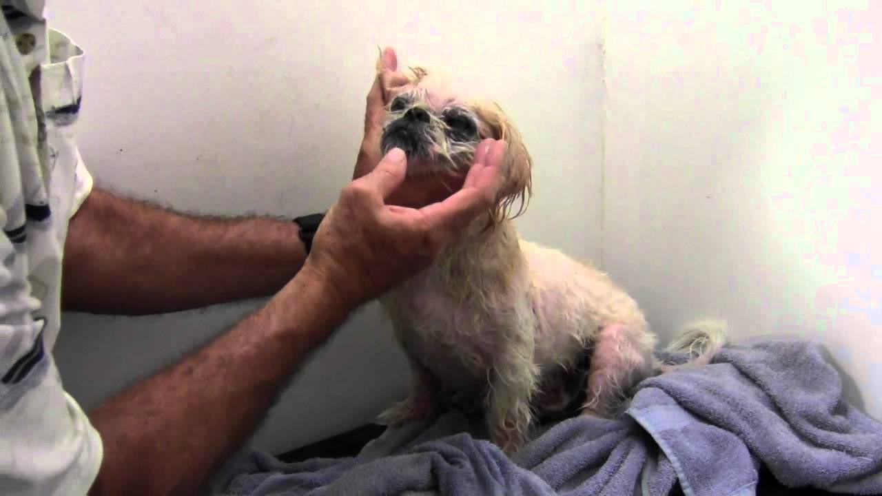 Shih Tzu Skin Problems How to Cure