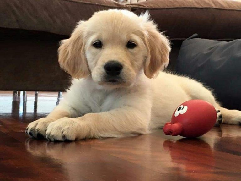 Shih Tzu x Golden Retriever