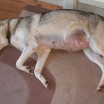 Siberian Husky Pregnancy Symptoms