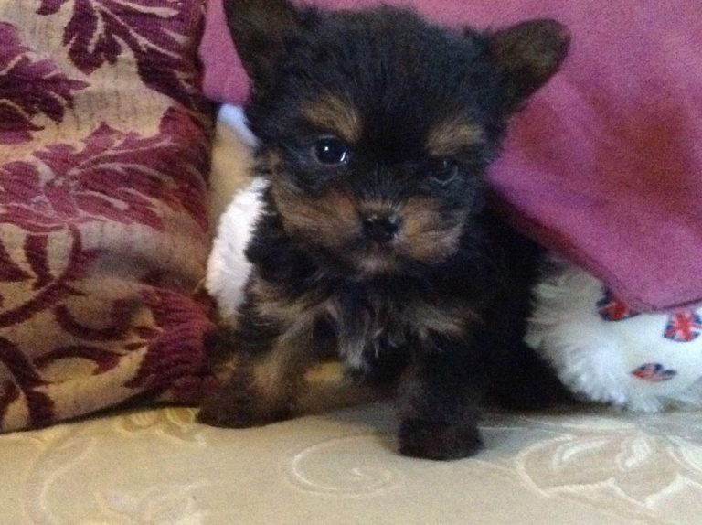 Teacup Chihuahua Cross Yorkshire Terrier