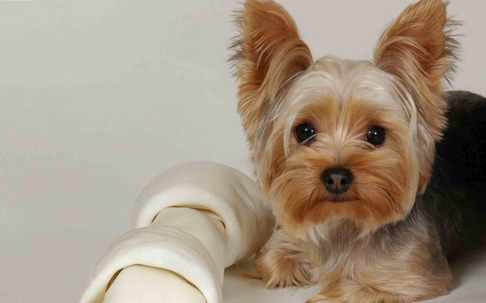 Yorkie Terrier Losing Teeth