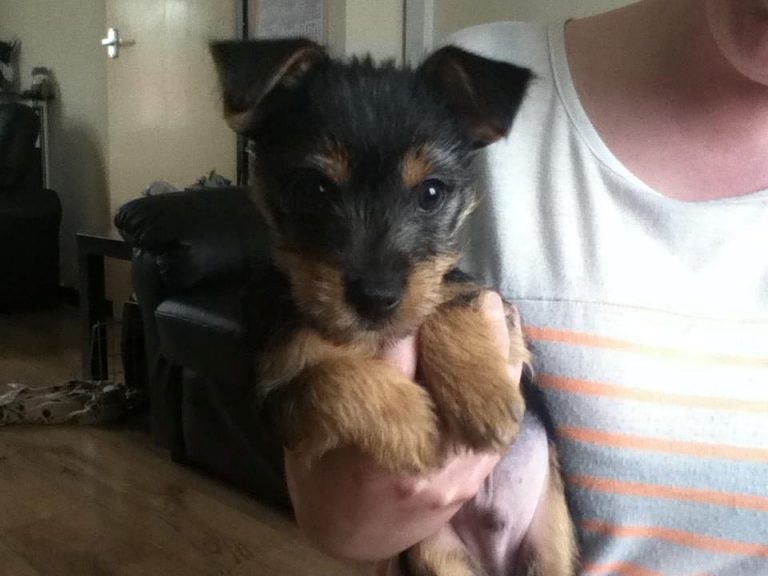 Yorkshire Terrier Cross Chihuahua Full Grown