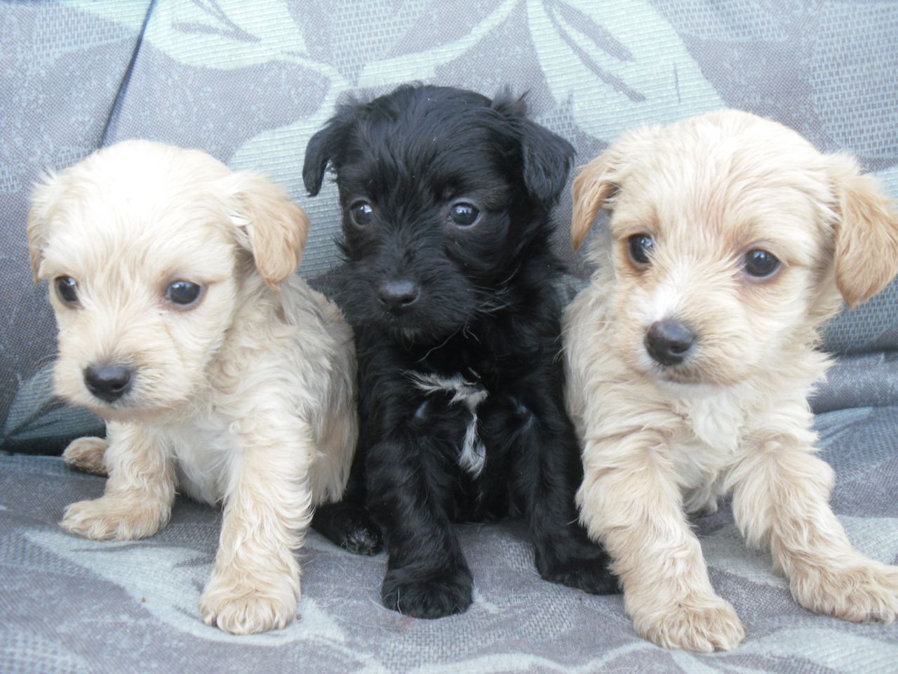 miniature poodle yorkie mix