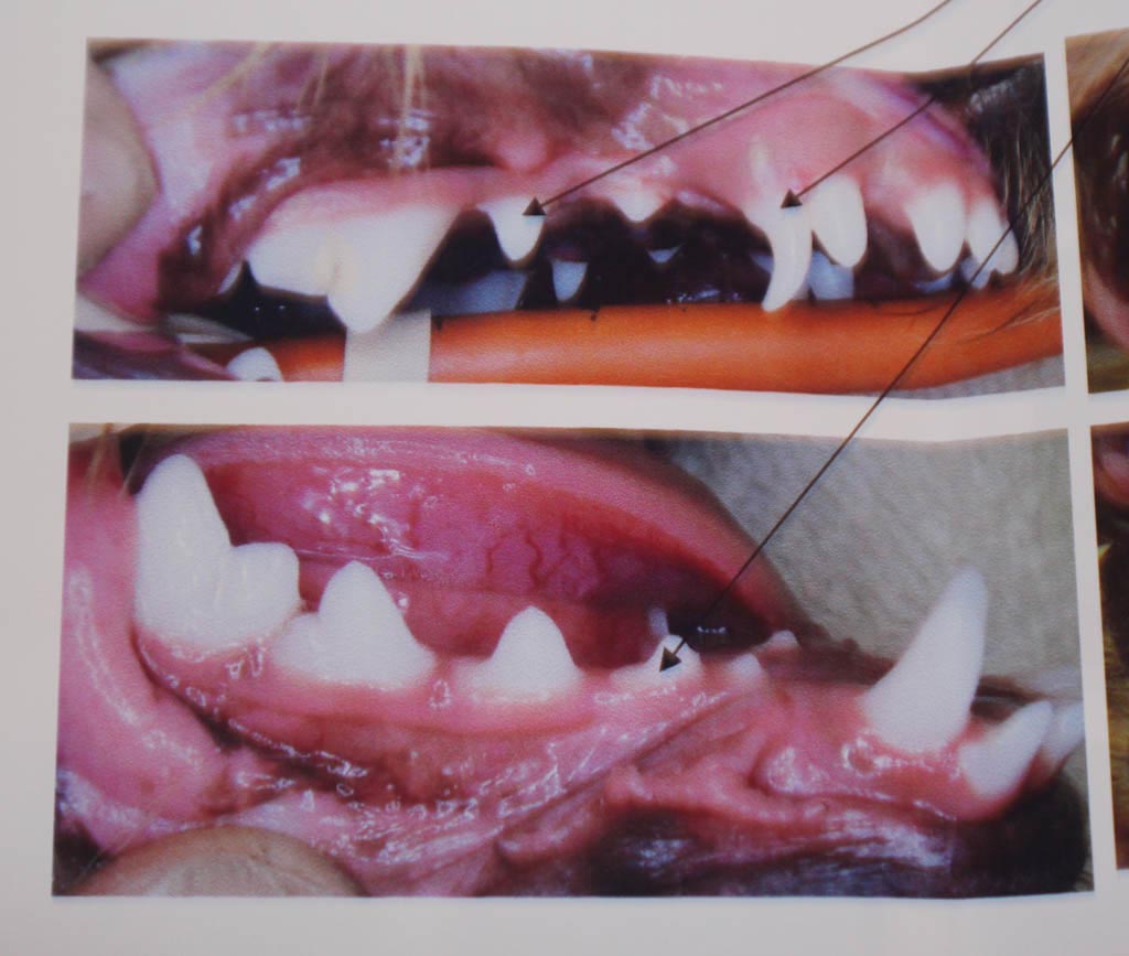 Yorkshire Terrier Teeth Loss