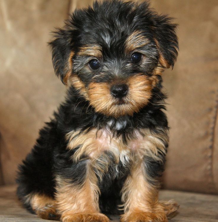 miniature poodle yorkie mix